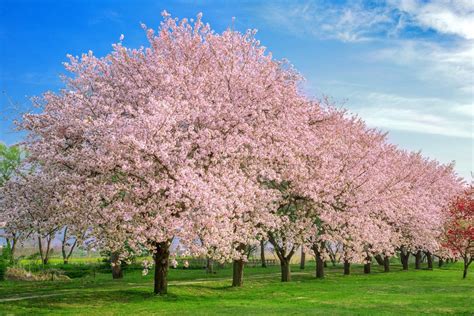 interesting facts  cherry blossoms  didnt  farmers almanac plan  day