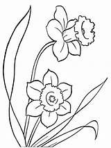Narcisa Flori Creion Colorat Desene Narcise Damy Copii sketch template