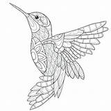 Coloring Hummingbird Pages Adults Simple Mandalas Line Adult Drawing Bird Printable Humming Book Sketch Print Mandala Colorear Drawings Malvorlagen Zum sketch template