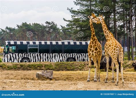 safari  bus driving   animal zoo park  beekse bergen giraffe couple   side
