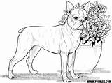 Terrier Boston Designlooter Realistic sketch template