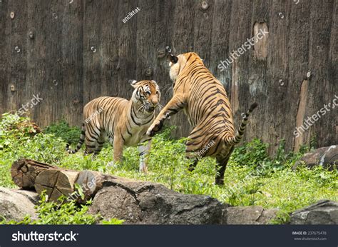 malayan tiger fighting   stock photo  shutterstock