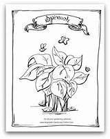 Spinach Coloring Printable Vegetable Garden Pages Activity Kids Gardening Designlooter Seed Books sketch template