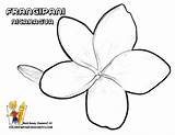 Nicaragua Frangipani Coloring Colouring Google Search Tree Designlooter 612px 27kb Lessons Au sketch template