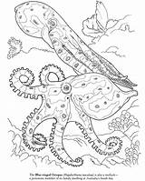 Coloring Pages Octopus Animal Squid Sea Color Ocean Life Giant Kids Realistic Blue Printable Ringed Colouring Coral Adults Dover Drawing sketch template