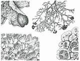 Lichen Fungi Gis Graphite sketch template