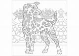 Beauceron Chien Chiens Colorier Hunde Coloriages Cani Malbuch Erwachsene Adulti sketch template