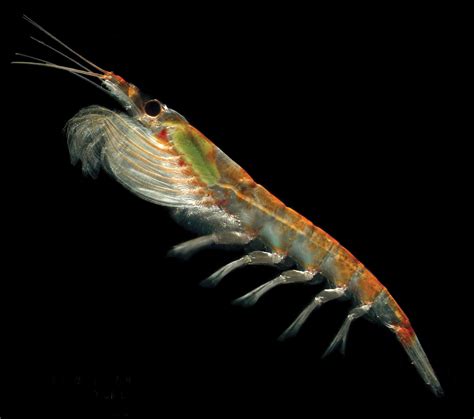 krill australian antarctic program