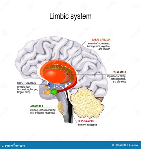 limbic system cross section   human brain stock vector