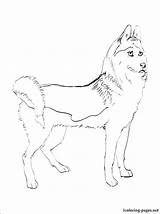 Husky Coloring Puppy Pages Cute Siberian Getdrawings Getcolorings Drawing sketch template