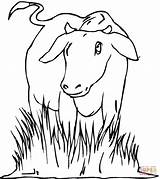 Colorear Vache Vaca Pasturas Prairie Une Kleurplaten Koe Koeien Boerderij Kolorowanki Dans Krowy Kleurplaat Vacas Krowa sketch template