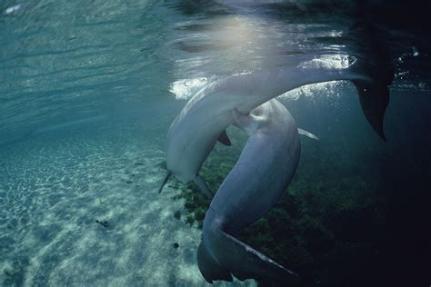 female dolphins have weaponised their vaginas to fend off males new