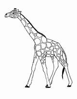 Giraffe Pages Coloring Realistic Getcolorings sketch template