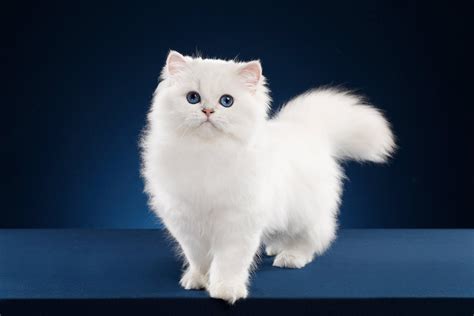 white fluffy cat meme cat meme stock pictures