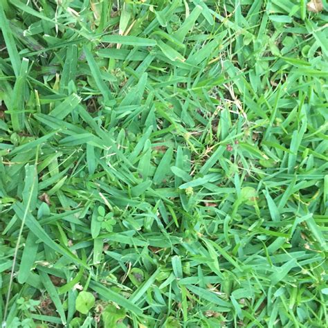 grass identification lawnsite   largest   active  forum serving green
