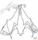 Coloring Fox Flying Upside Hanging Down Bat Pages Drawing Fruit Sleeping Outline Printable Bats Color Getdrawings Print Paper Promising sketch template
