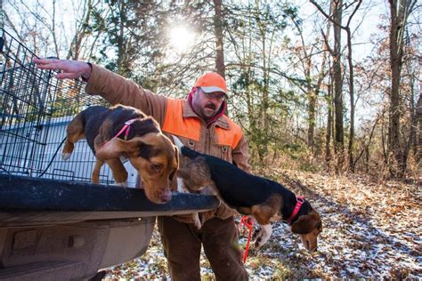 beagle hunt training owners tips   advices