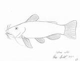 Bullhead Catfish sketch template