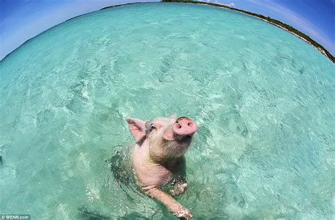 hoggy paddle swimming pigs  bermuda