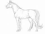 Horse Lineart Drawing Side Stallion Deviantart Template Sketch sketch template
