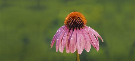 choose  echinacea   winter mommahealth