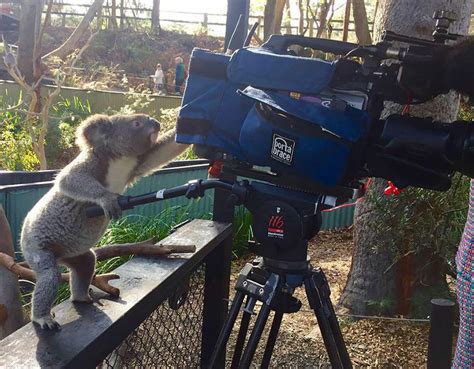 photographers capture  animals     camera operators