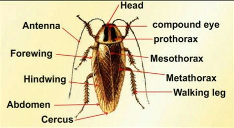 labelled diagram  cockroach brainlyin