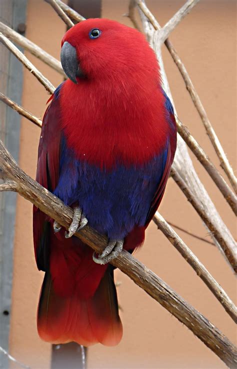 eclectus parrot eclectus roratus  female   cage  internet
