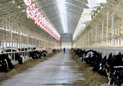 Central And Eastern Europe S Largest Dairy Farm Opened In