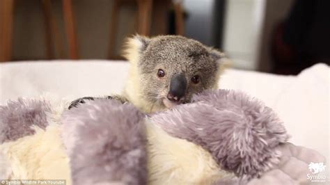 watch koala joey imogen munch on eucalyptus leaves in new video daily mail online