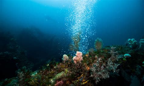 diversity  ocean floor  equator  disappear researchers warn