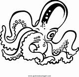 Coloring Octopus Polipo Tintenfisch Polipi Pulpo Ausmalen U043e Tintenfische Dibujos Colorare Malvorlage sketch template