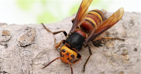 murder hornets   spotted  canada  people