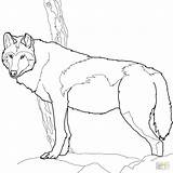Wolf Coloring Pages Timber Gray Printable Canadian Color Realistic Print Drawing Book Getdrawings Colorings Getcolorings Categories sketch template