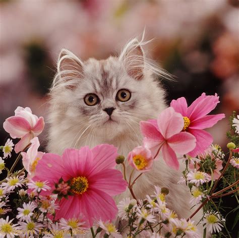 persian kitten among pink flowers photo wp08199