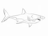 Shark Great Coloring Pages Hai Printable Sharks Colouring sketch template