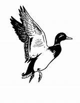 Duck Hunting Mallard Clipart Flying Clip Coloring Pages Drake Waterfowl Cliparts Logo Library Camouflage Bird Panda Wikiclipart Wood Use Clipartpanda sketch template