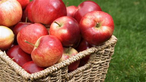 popular british apples tasteatlas