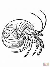 Tegninger Farvelægning Crab Hermit sketch template