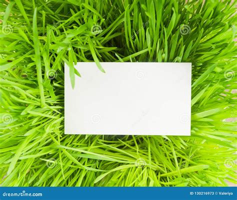 blank paper  green grass stock image image  background notice