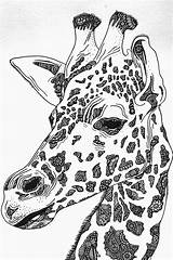 Giraffe Drawing Coloring Pages Zentangle Adult Drawings Head Animal Animals Giraffes Close Adults Draw African Mandala Pencil Book Horse Books sketch template