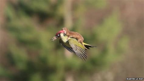 weasel photographed riding on a woodpecker s back bbc news