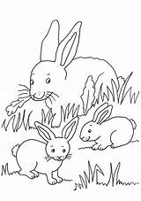 Kaninchen Ausmalen Lapins Malvorlage Malen Hasenbabys sketch template