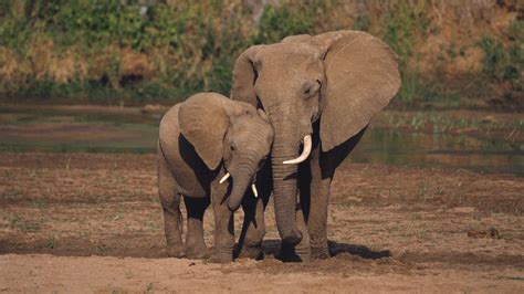 exclusive fitness fact  african elephants discovered