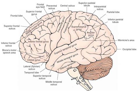 labeled diagram   brain