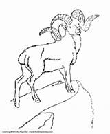 Coloring Wild Goat Pages Animal Horns Honkingdonkey Animals Kids Big Gif Sheet sketch template