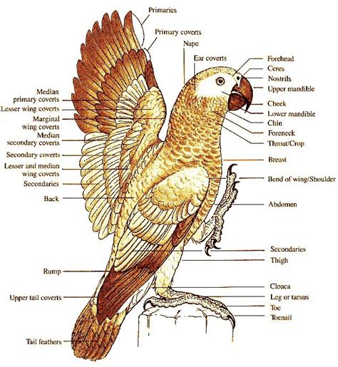 bird parrot body structure anatomy