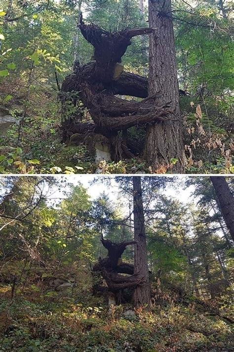 spooky tree neatorama