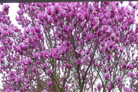 photo purple flowering tree backyard floweringtree