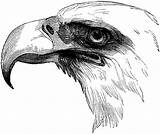 Eagle Coloring Pages Bald Drawing Drawings Eagles Pencil Sketch Wildlife Simple Print Facts Nature sketch template